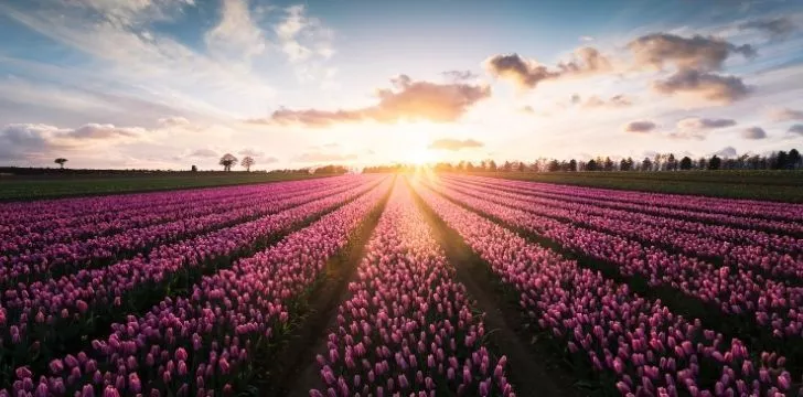 A field of pink tulips
