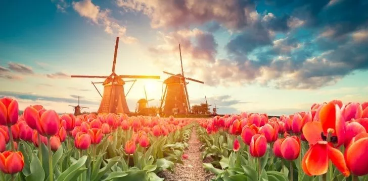 Rows or red tulips with windmills in the distance