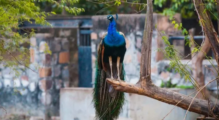 Peacock sat in a tree