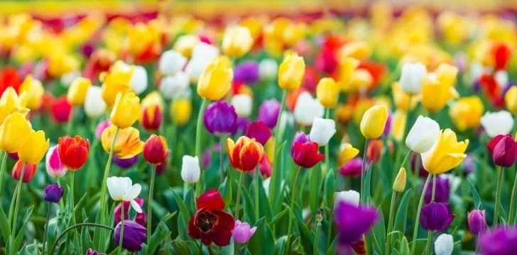 Mixed colorful tulips