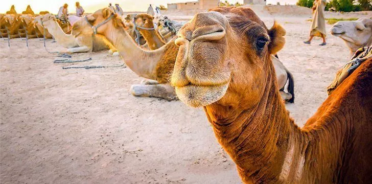 A hump is a camel's energy storage.