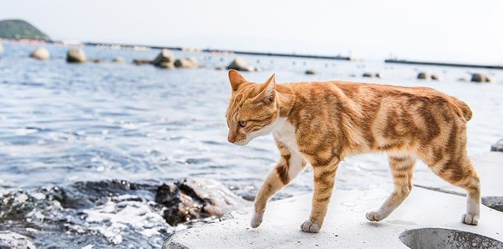 O Japão tem Ilhas Cat!