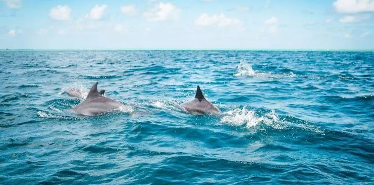 Japanese people eat dolphins.