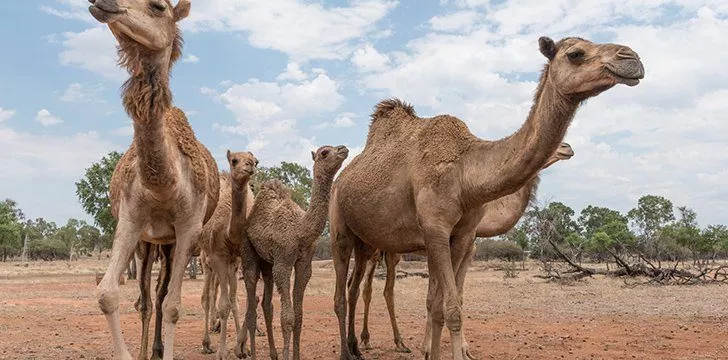Why Do Camels Have Humps? - The Fact Site