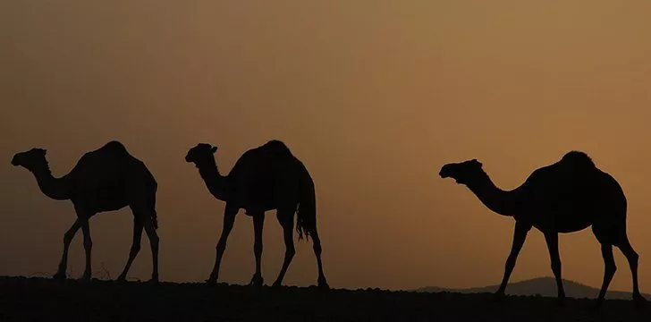 Camels have humps because those help them to regulate their body temperature.