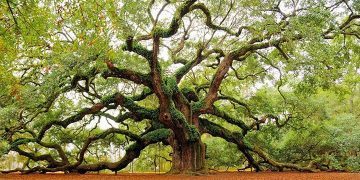 Ancient Facts about Oak Trees