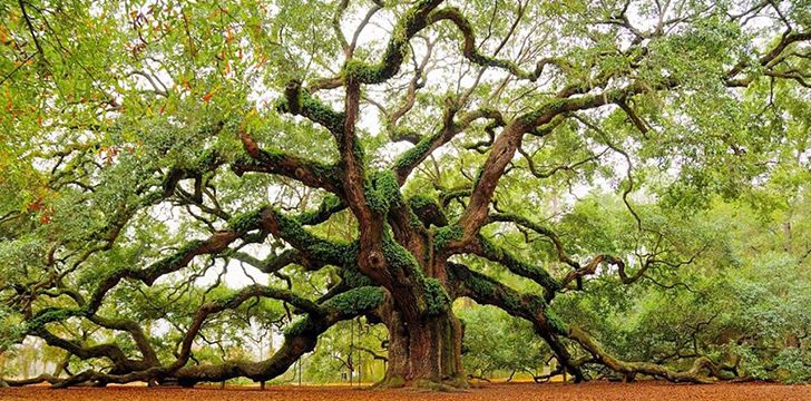 Oak trees kings of biodiversity  One Earth