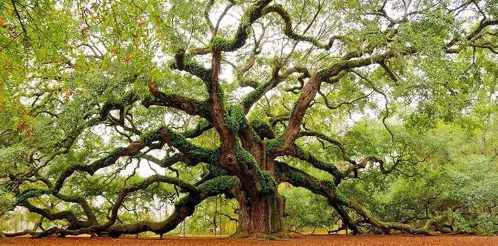 Ancient Facts about Oak Trees