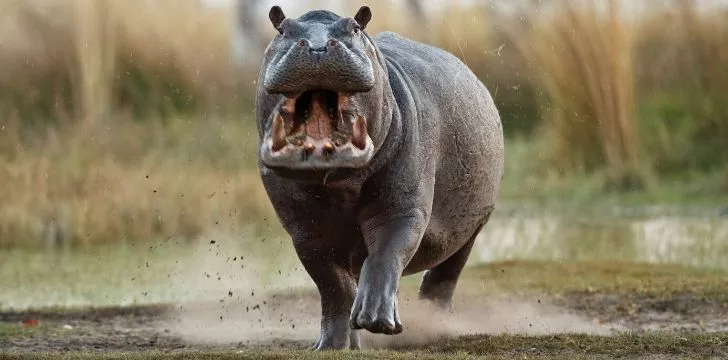 A hippo with its mouth open