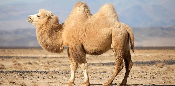 Some camels have two humps.
