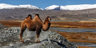 Why Do Camels Have Humps?