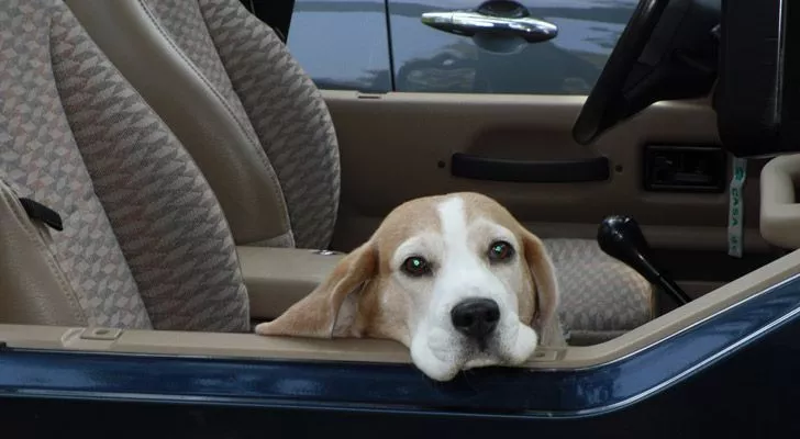 Dog Riding Shotgun