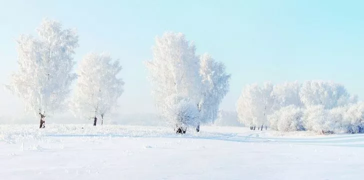 Trees and land completely covered in seemingly perfect white snow.