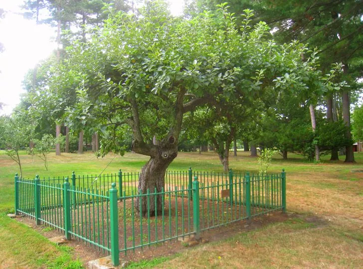 Isaac Newton's Apple Tree