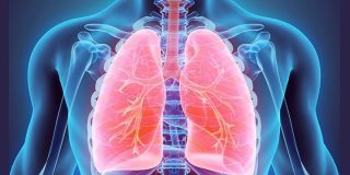 Crazy Facts About Your Lungs