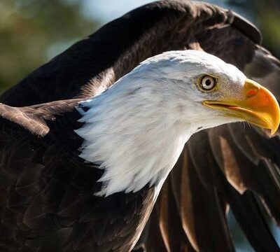 Interesting Facts About Eagles