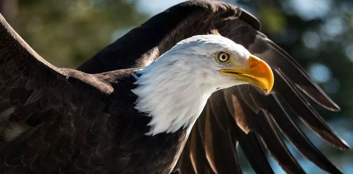 bald eagle interesting facts