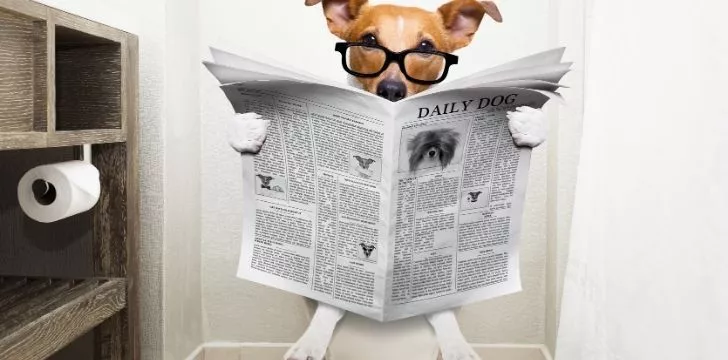 A dog taking a dump on the toilet