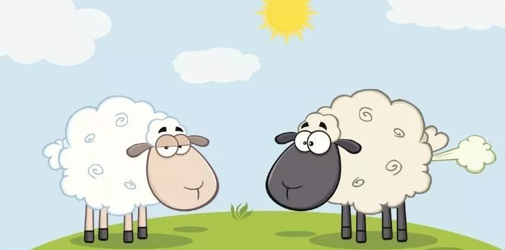 An unimpressed sheep with another sheep who just farted