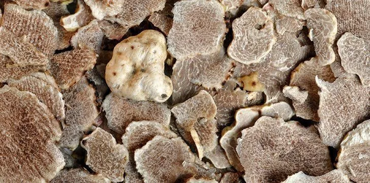 Si vous aimez les truffes, alors remerciez les chênes.