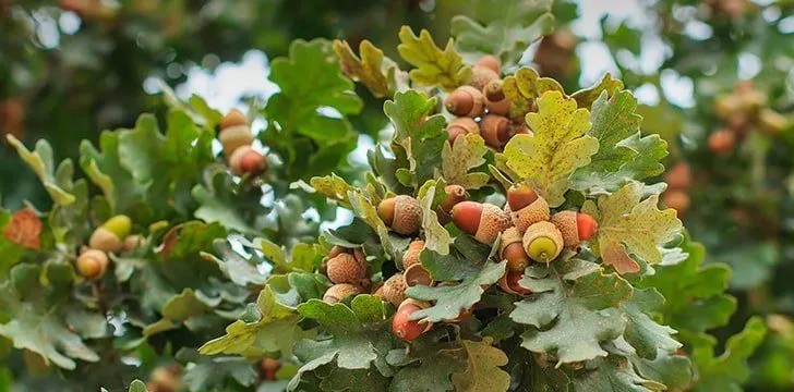 Um carvalho produz cerca de 10 milhões de bolotas durante a sua vida.