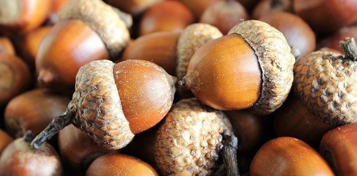 Only 1 in 10,000 acorns grow up to be an oak tree.