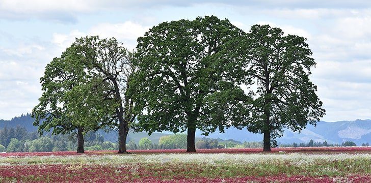 oak tree