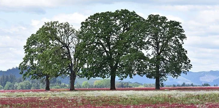 There are over 600 species of oak trees.