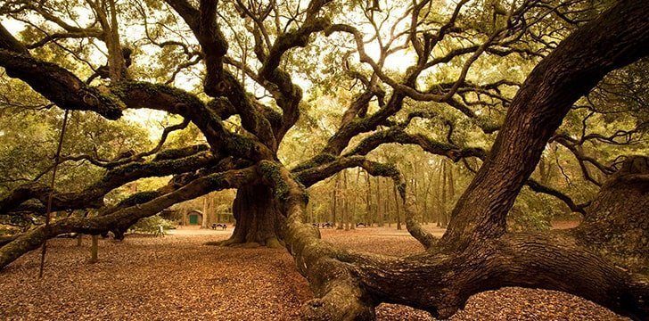 Oak trees appeared on our planet about 65 million years ago.