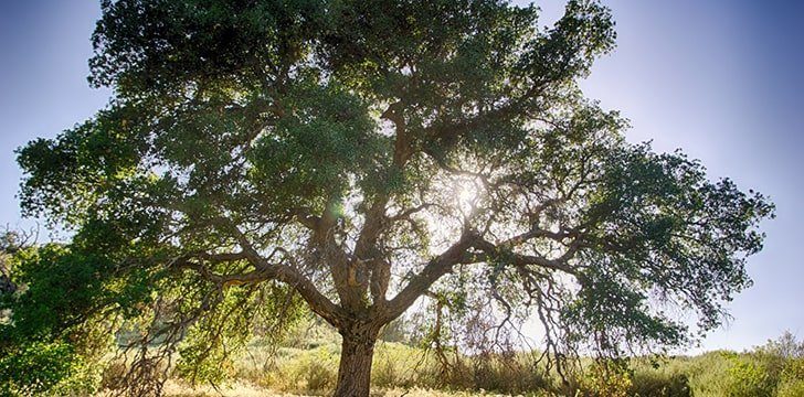 oak tree