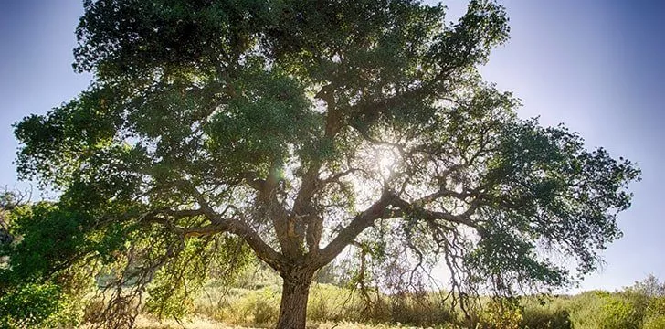 As árvores de carvalho vivem até 1.000 anos.