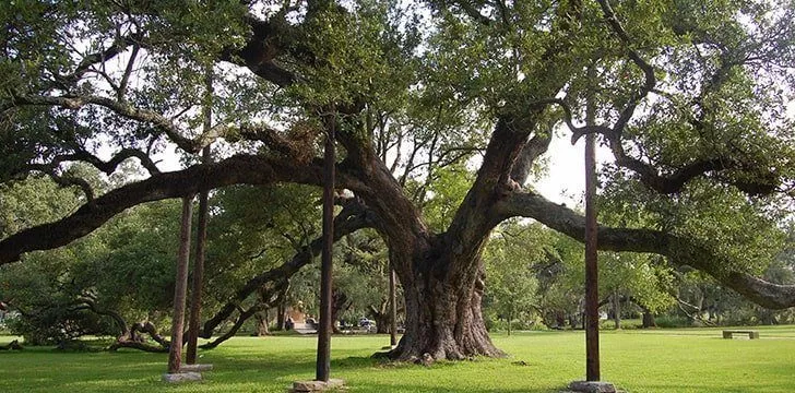 Oak tree population is decreasing.