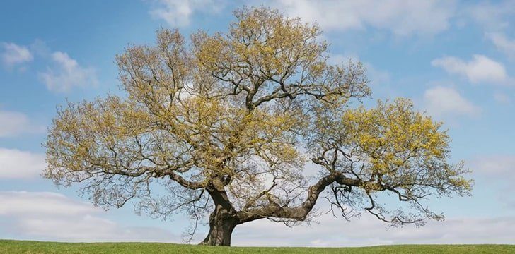 A mature oak tree can reach around 148 feet (45 meters).