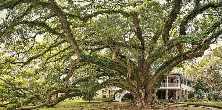 The largest living oak tree is located in Mandeville, Louisiana.