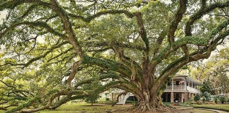 O maior carvalho vivo está localizado em Mandeville, Louisiana.