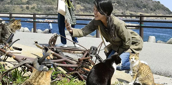 Top 3 Cat Islands in Japan