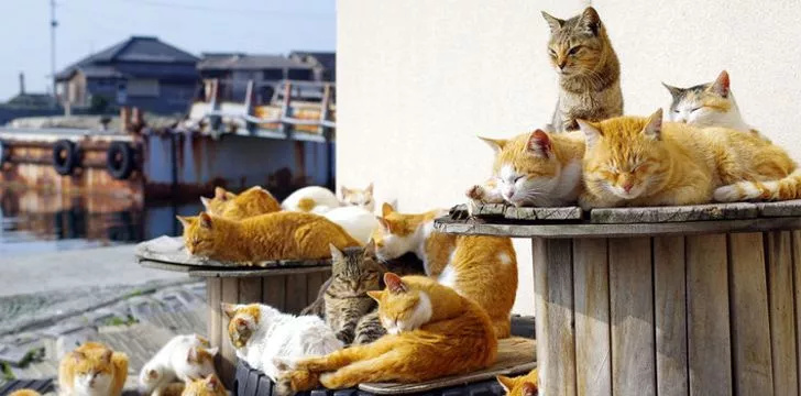 Aoshima, the cat island