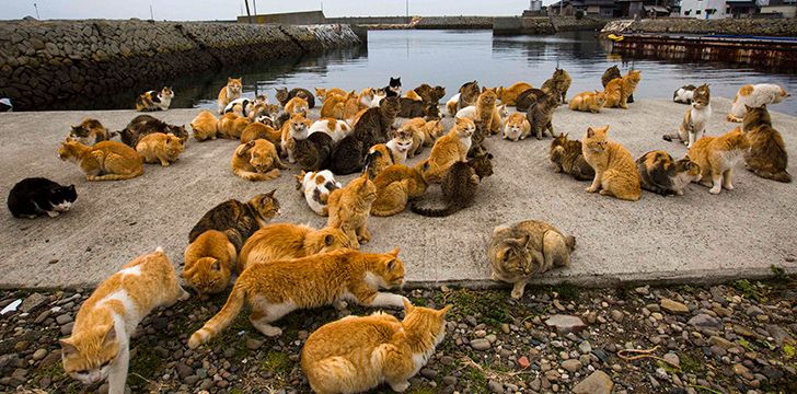 Local cats of Japan