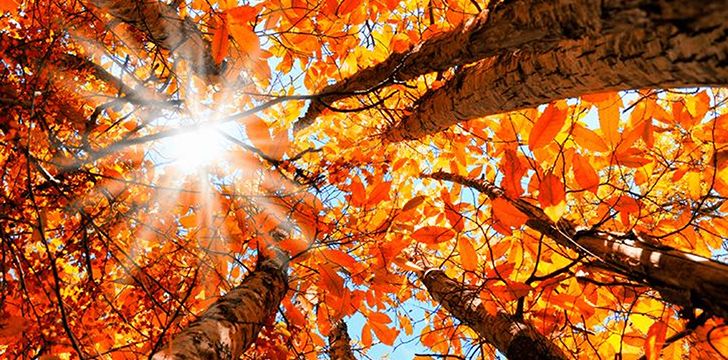 Why Do The British Say "Autumn" Instead of "Fall"? | The Fact Site