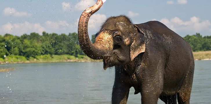 Elephant Playing in Water