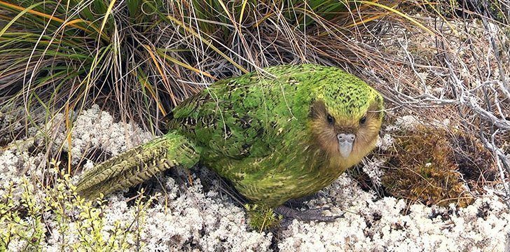 Kakapo was chosen as one of the world’s ugliest animals.