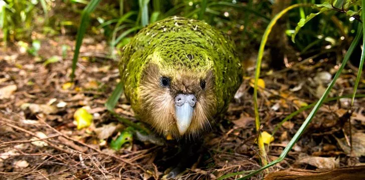 Fun Kakapo Facts