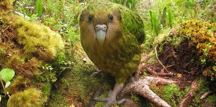 Fascinating Kakapo Facts