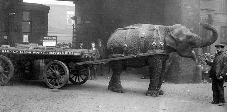 Sheffield's Mascot was an Elephant