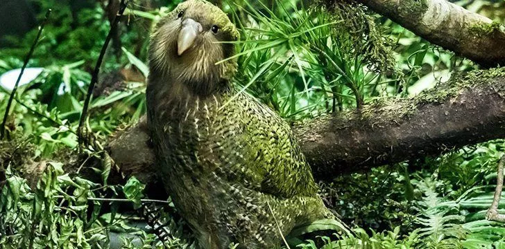 The Name “Kakapo” means “Night Parrot” in the Maori language.