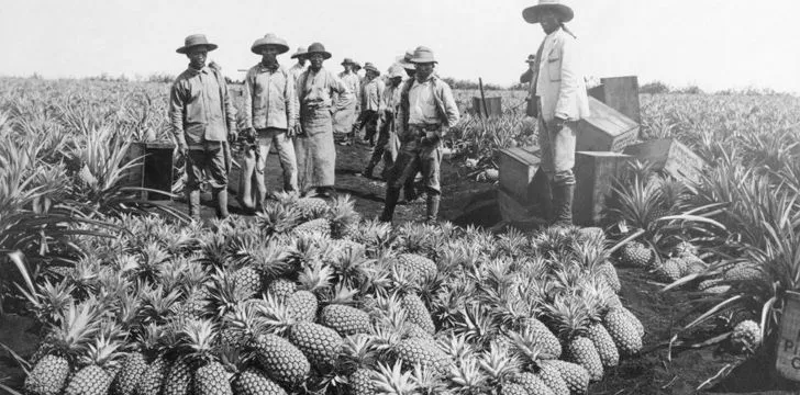 Pineapples - The Most Expensive Fruit