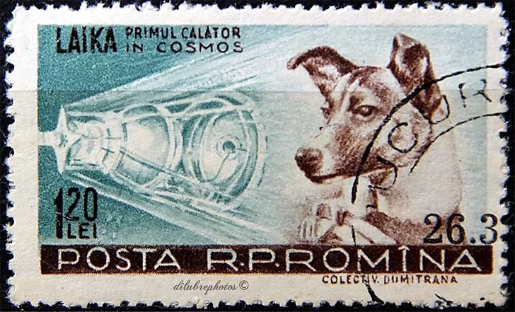 Laika Space Dog - 100 Facts About Space