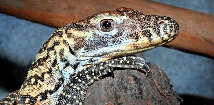 Baby Komodo Dragon