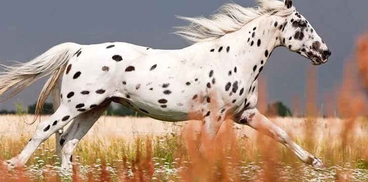 Knabstrupper in a field