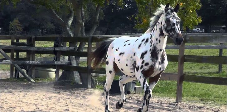 Spotting the Difference: There is more to Appaloosa horses than their coats